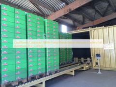 Contrôle complètement automatique de PLC de champignons de chou-fleur/chou de conservation de refroidisseurs comestibles de vide